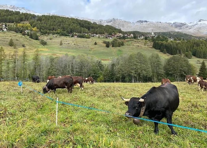 דירה The Snow - Panoramico Con Balcone שמפולוק